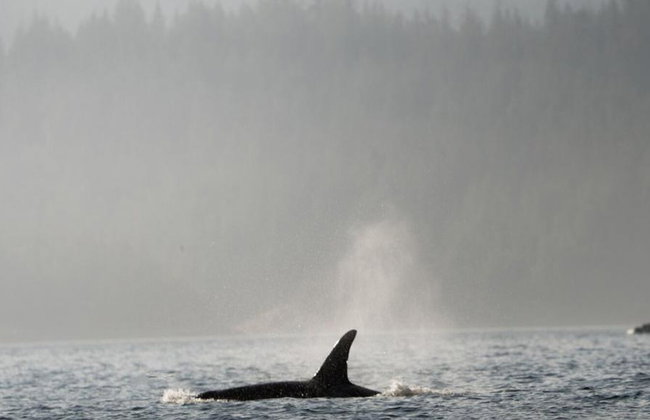 6 Hour Whale and Wildlife Boat Tour - Foto 9
