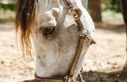 LOS TILOS Casa rural en el campo. - Photo 51