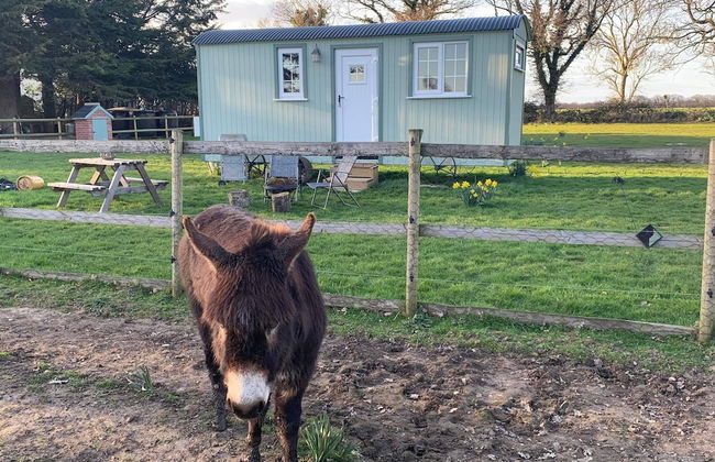 Starry Meadow - Foto 68