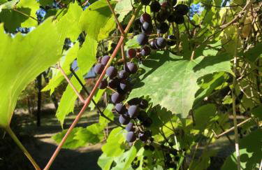 Leśna Residence & SPA - Foto 41