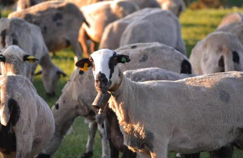 As Fuebas de Patricio - Foto 30