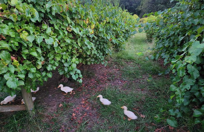 Phoenix Farms Vineyard - Foto 24