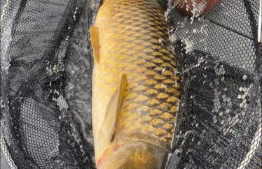 Chichester Lakeside Holiday Park Lakefront Lodge - Foto 62