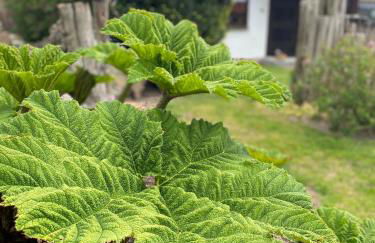 Urlaub "Unterm Storchennest" im Ostseeland Rerik - Foto 18