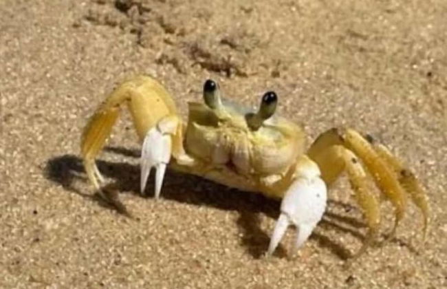 Guaruçá Pousada Apart Hotel - Foto 46