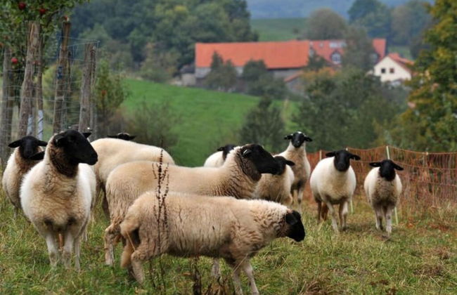 Holiday Apartment Weipert - Foto 14