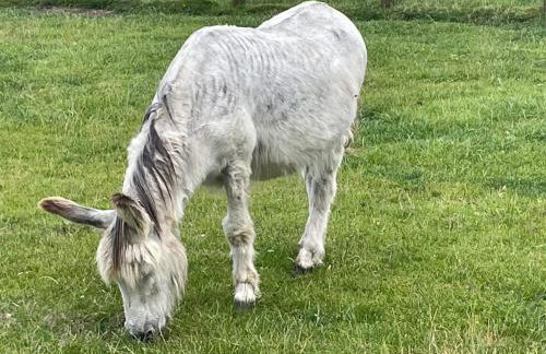 The Beautiful Barn - Foto 39