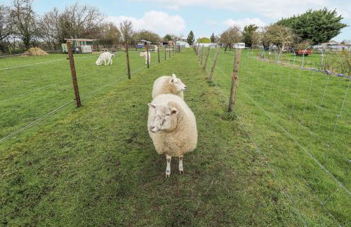 Mardi Gras - Foto 17