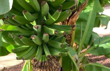 Casa Las Palmeras - Foto 47