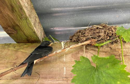 The Barn, Higher Boden, Manaccan, Helston, Cornwall - Foto 22