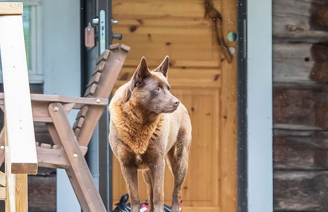 Talasniemi - Foto 37