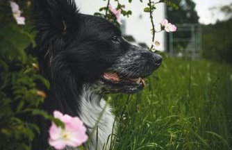 Freistehendes Ferienhaus mit Kamin, Sauna, atemberaubenden Blick ins Tal, mehrere Terrassen, 1500qm Grundstück 1,6m hoch eingezäunt - Foto 30