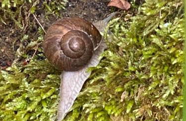 Wanderer Paradies - Foto 10