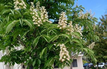La CASA degli IPPOCASTANI - Photo 27