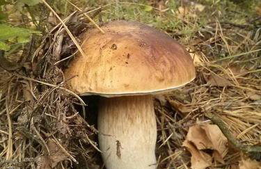 Apartament Perła 22 Jezioro Pluszne - Foto 4