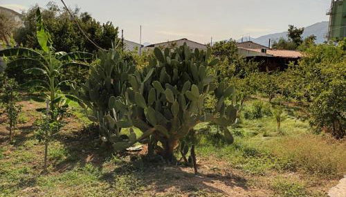 Aromi di Sicilia Casa Vacanze - Foto 4, Garden view