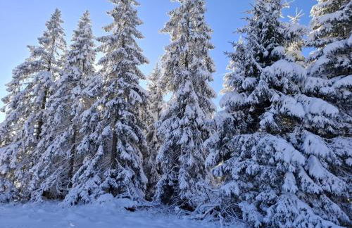 FeWo Harzer Wiesenberg, bis zu 2 Hunde willkommen! - Photo 9