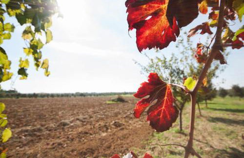 Tenuta Terraluna Villa - Foto 26