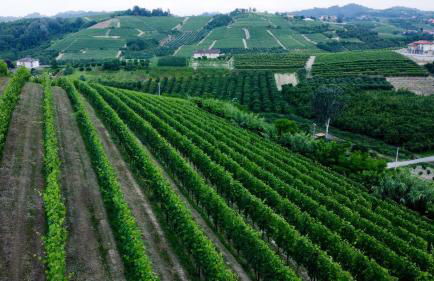 Profumo di Vigna - Roero - Foto 41