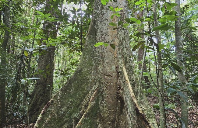 Visita guiada al bosque de Tijuca para grupos pequeños - Foto 33