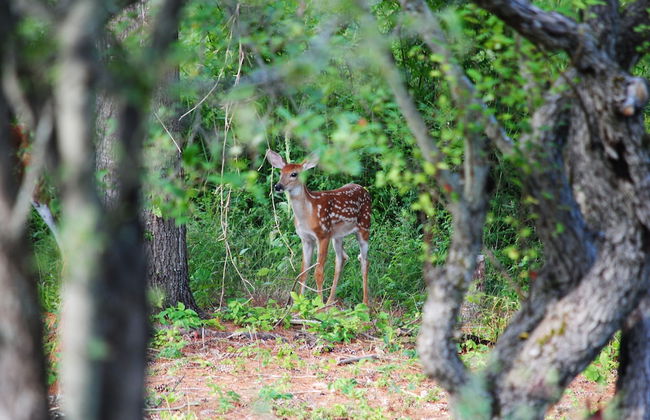 Pine Brae Eco-Resort - Photo 32