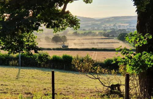 The Hen Den - Foto 24