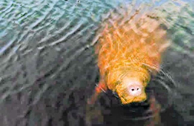 Tortuguero National Park Canoeing Tour - Photo 7