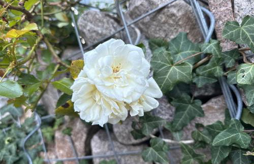 Ferienwohnung Bäumchenblick - Foto 26