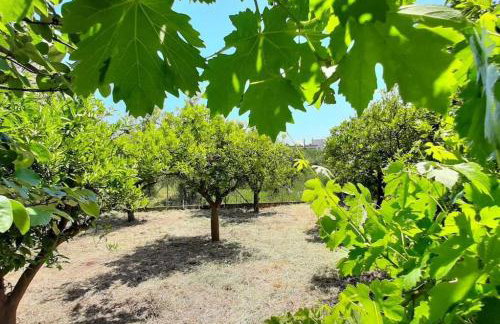 King AGIS 2 - Foto 43