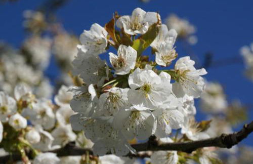 Altes Landhaus Oste, Klavier Appartement, 2 Zimmer mit Kamin - Foto 38