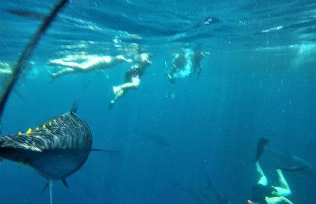 CASTELL GRANADELLA - Foto 37