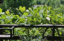 Queen bee's nest - Foto 12