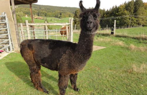 ruhiges Wohnen am Lama und Maine Coon Hof in Alleinlage in Biederbach 3 Zimmer mit Kochgelegenheit Bad - Foto 53