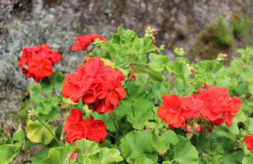 Casa da Avó - Turismo Rural - Foto 27