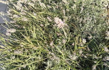 La Bastide de Claude - Foto 16