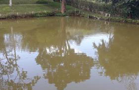 Sítio Bela Vista - Photo 32