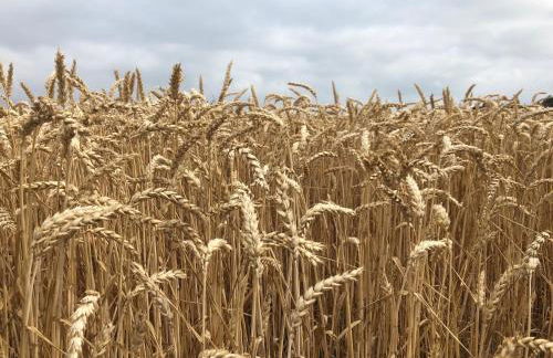 Peeneurlaub - Foto 26