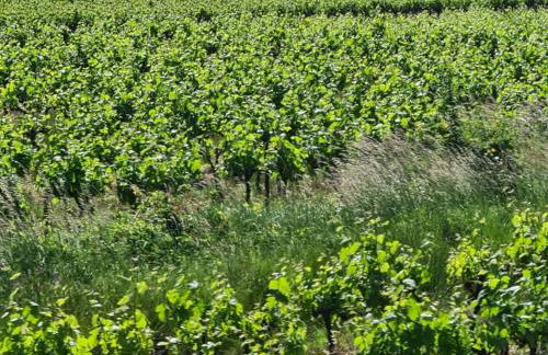 Le domaine du Moulin de Cors - Foto 7