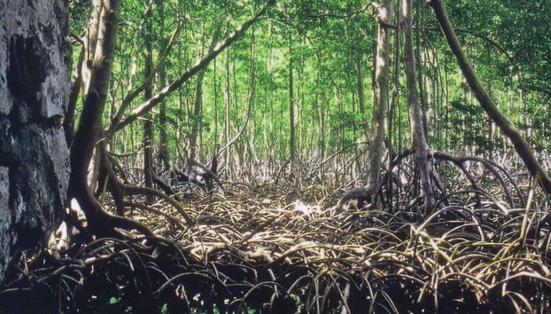 Los Haitises Day Trip - Photo 4