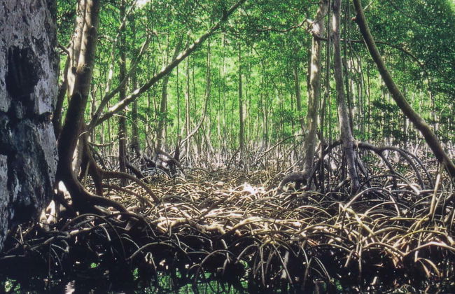 Los Haitises Day Trip - Photo 4