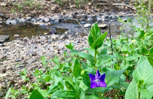 Sunnybrook Cabin, wooded, private with stream, near ATV trails - Foto 31