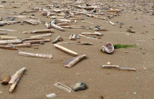 Twitchers Cottage - Foto 45