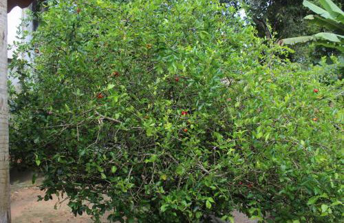 Casa Passarinhos - Foto 25