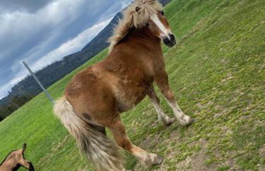 Ferienhof Hofmann - Foto 26