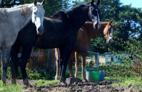 WestLaigh Lrg Luxury Country Farm House 20 min from the city - Foto 29