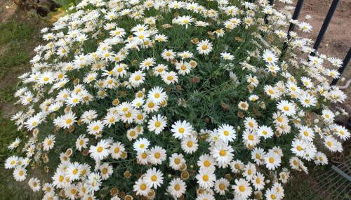 Tsirigotis Garden - Foto 4, Garden, Garden view