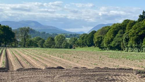 Spacious cottage - walk to Crieff - Photo 4