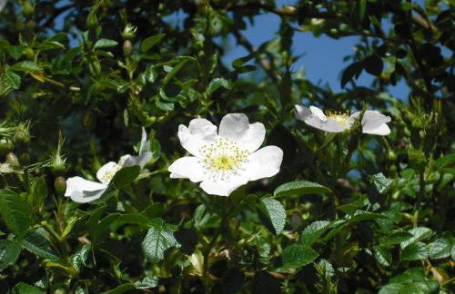 Quinta da Alma Cheia - Foto 79