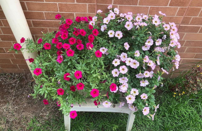 A Joia de Olinda - Foto 48