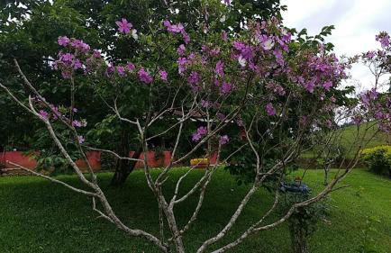 Sítio Recanto do Araçá - Foto 65